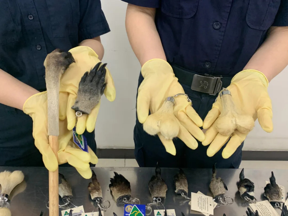 禁止入境!成都海关查获一批钥匙扣抓痒挠,为袋鼠睾丸皮囊爪子制品 禁止入境!成都海关查获一批钥匙扣抓痒挠,为袋鼠睾丸皮囊爪子制品