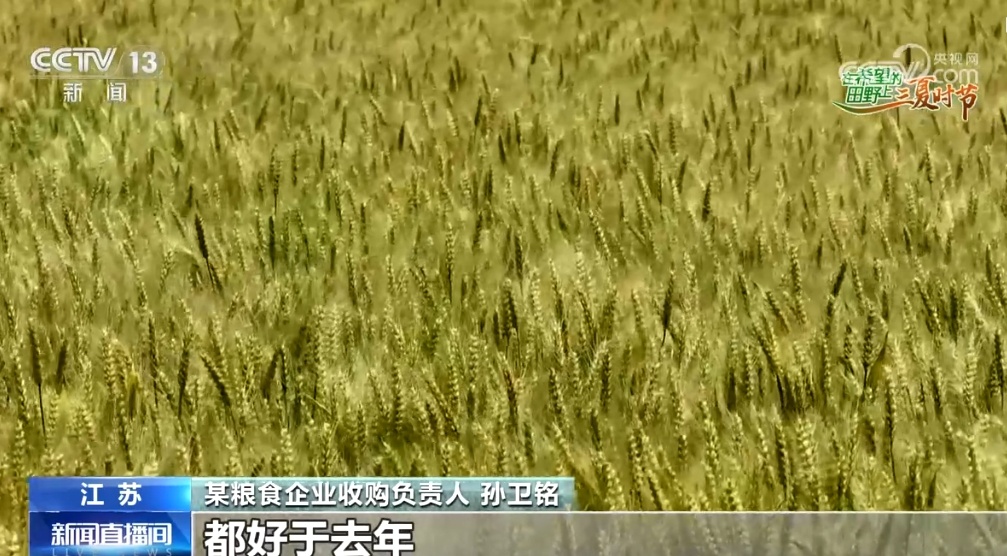 “鱼米之乡”近3600万亩小麦丰收在望 “多管齐下”确保颗粒归仓