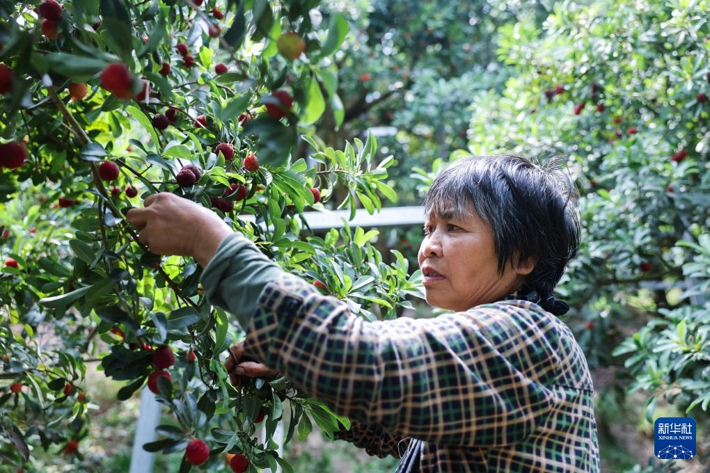 浙江慈溪:首批大棚生态杨梅上市 浙江慈溪:首批大棚生态杨梅上市