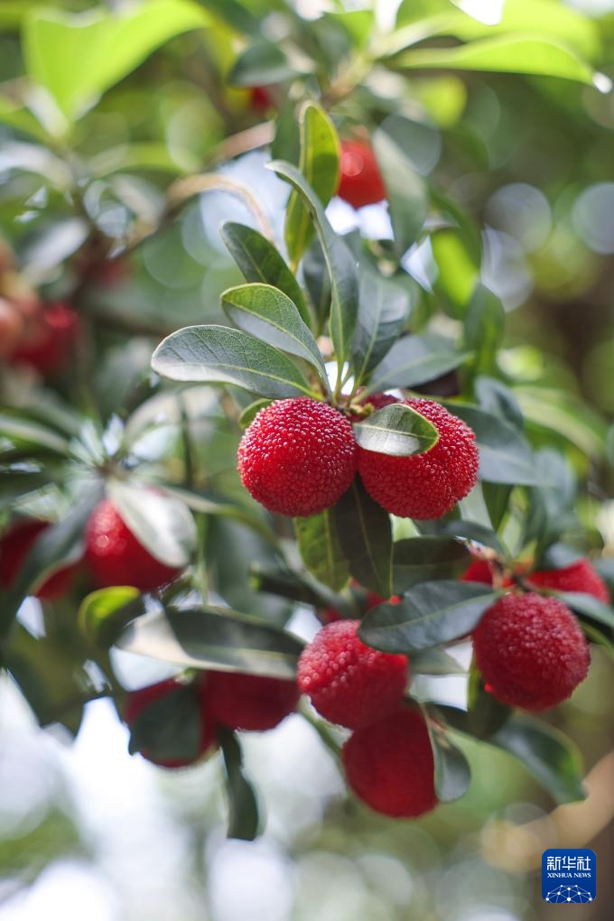浙江慈溪:首批大棚生态杨梅上市 浙江慈溪:首批大棚生态杨梅上市