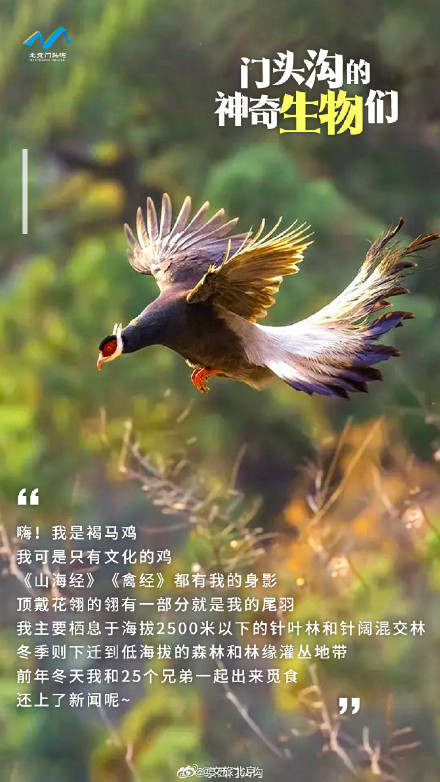 国际生物多样性日 门头沟的神奇生物在哪里？