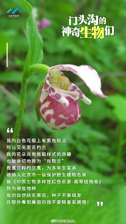 国际生物多样性日 门头沟的神奇生物在哪里？