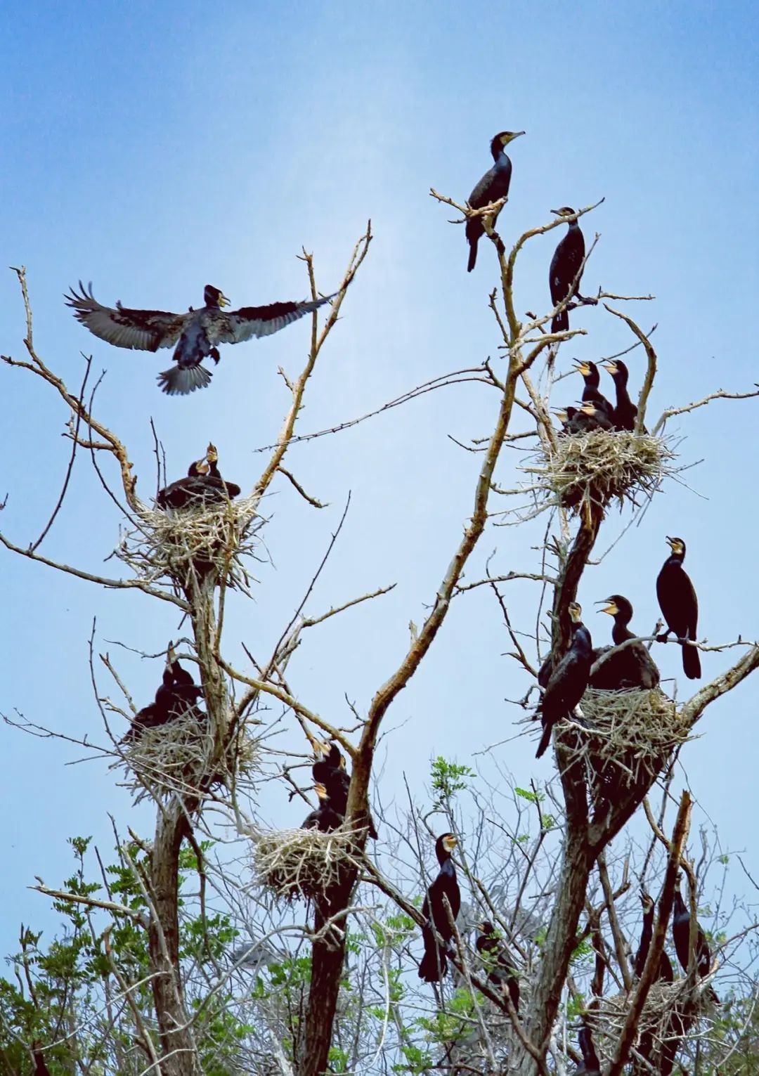 鸟儿的天堂！北京已经接待500多种鸟类观光游览