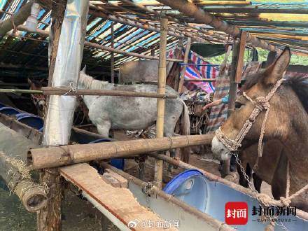 景区负责人：峨眉山骡子运输不得超过150斤