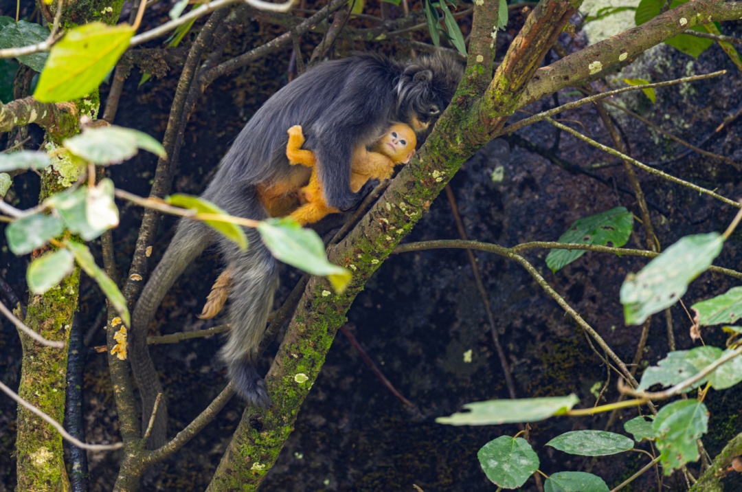 重生之我在云南当“神兽”