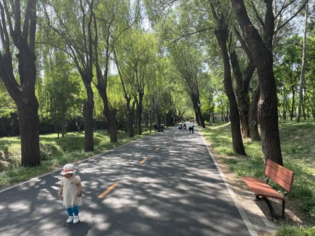 鸟儿的天堂！北京已经接待500多种鸟类观光游览