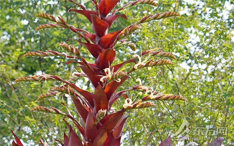 十年才开一次花,成都世园会上海展园帝王凤梨大放异彩 十年才开一次花,成都世园会上海展园帝王凤梨大放异彩