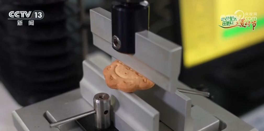 “鱼米之乡”近3600万亩小麦丰收在望 “多管齐下”确保颗粒归仓