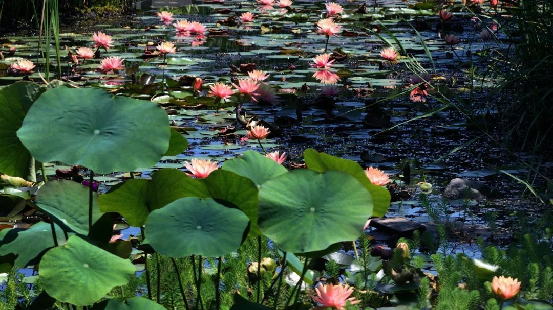 温州版莫奈花园！市区这里近五千平方米的睡莲盛放中→