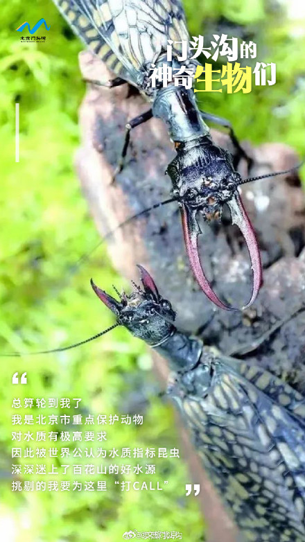国际生物多样性日 门头沟的神奇生物在哪里？