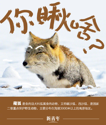 收藏!野生动植物界戏精表情包 收藏!野生动植物界戏精表情包