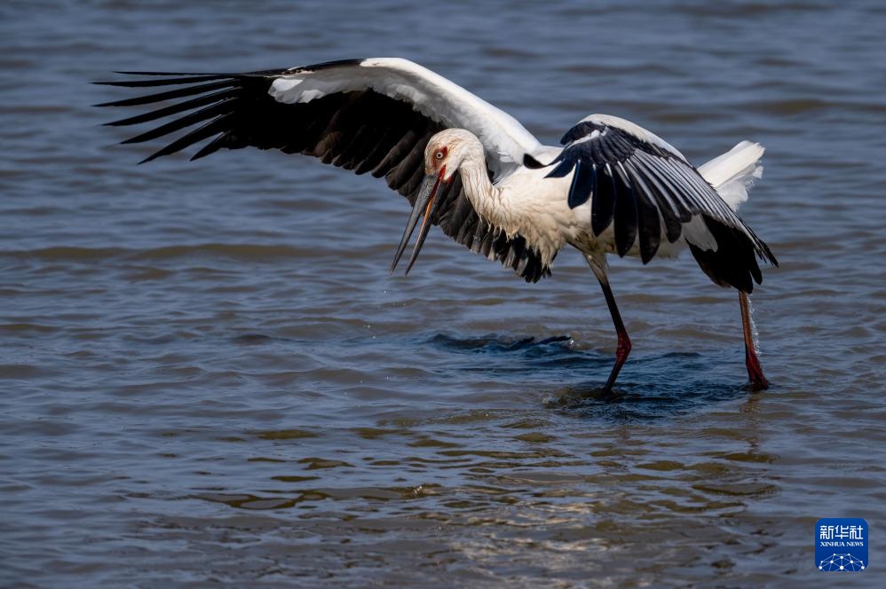 福建：鸟类的乐园