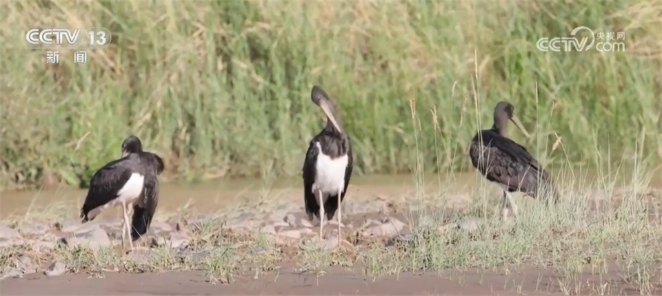 “最美小鸟”“鸟中大熊猫”、金钱豹 多个珍稀物种见证生态保护成效