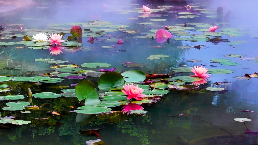温州版莫奈花园！市区这里近五千平方米的睡莲盛放中→