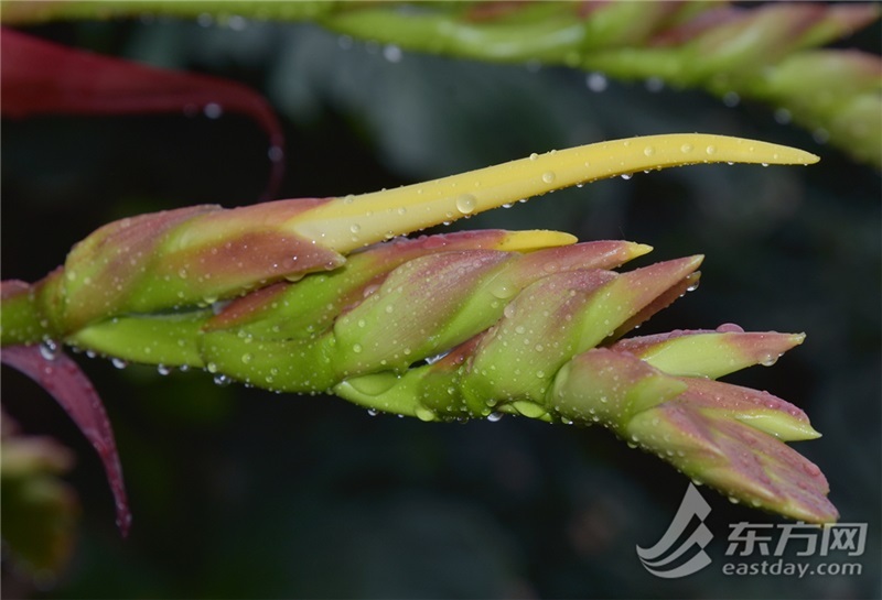 十年才开一次花,成都世园会上海展园帝王凤梨大放异彩 十年才开一次花,成都世园会上海展园帝王凤梨大放异彩