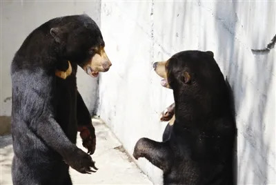 天津动物园,又添喜事! 天津动物园,又添喜事!