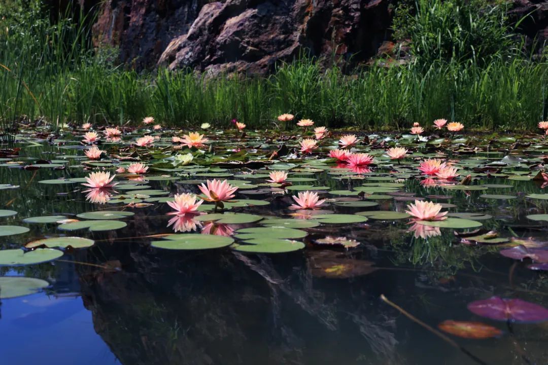 温州版莫奈花园！市区这里近五千平方米的睡莲盛放中→