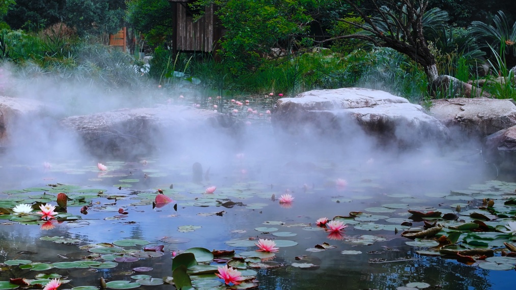 温州版莫奈花园！市区这里近五千平方米的睡莲盛放中→