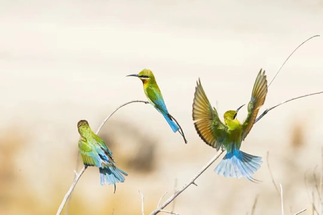 重生之我在云南当“神兽”