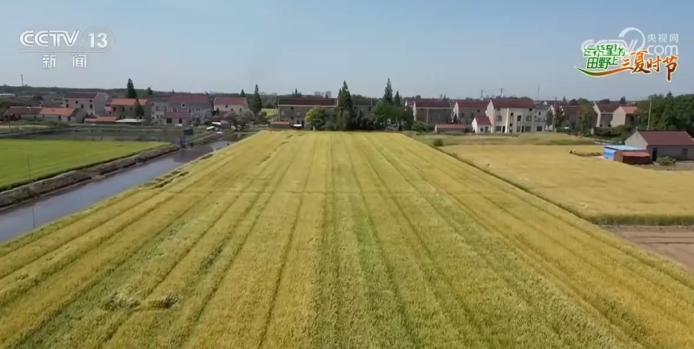 “鱼米之乡”近3600万亩小麦丰收在望 “多管齐下”确保颗粒归仓