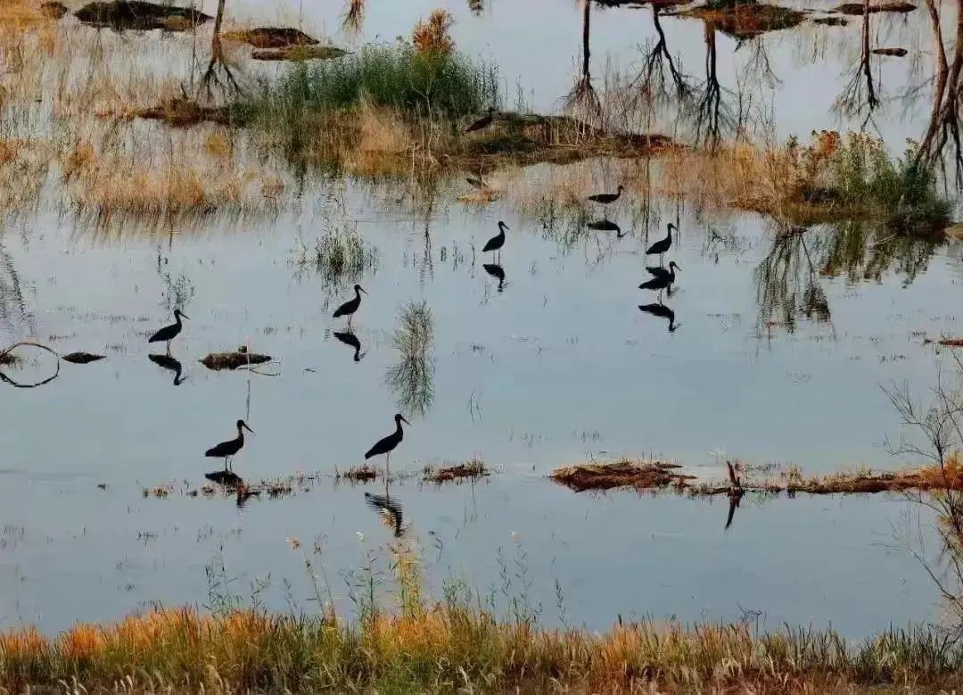 鸟儿的天堂！北京已经接待500多种鸟类观光游览