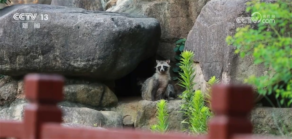 当野生动物“进城”与人类成为“新邻居” 如何做到和谐共生？