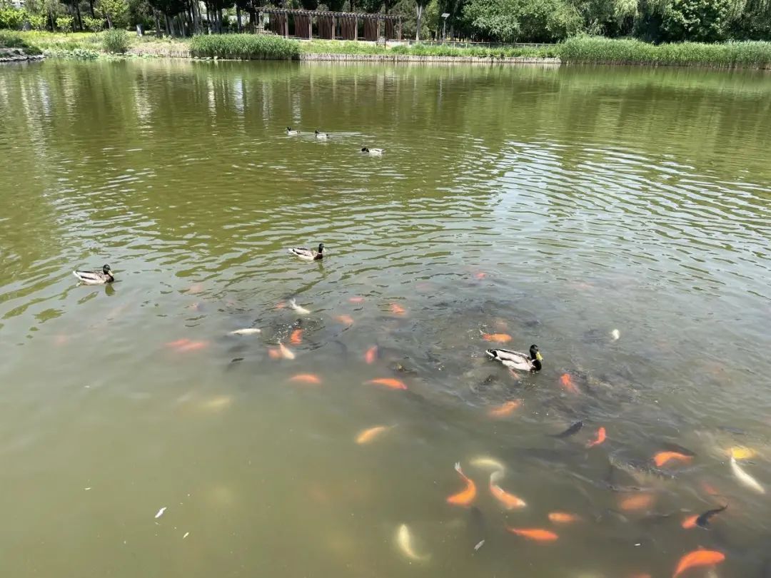 鸟儿的天堂！北京已经接待500多种鸟类观光游览