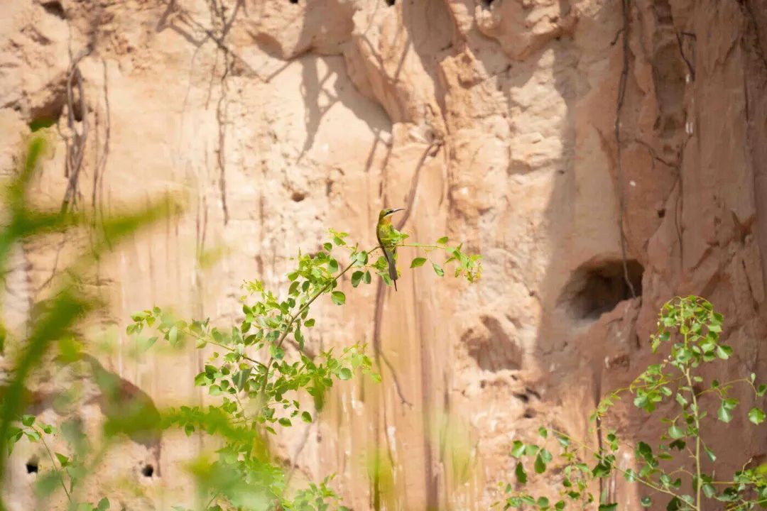 重生之我在云南当“神兽”