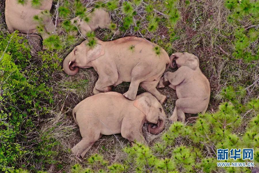 重生之我在云南当“神兽”