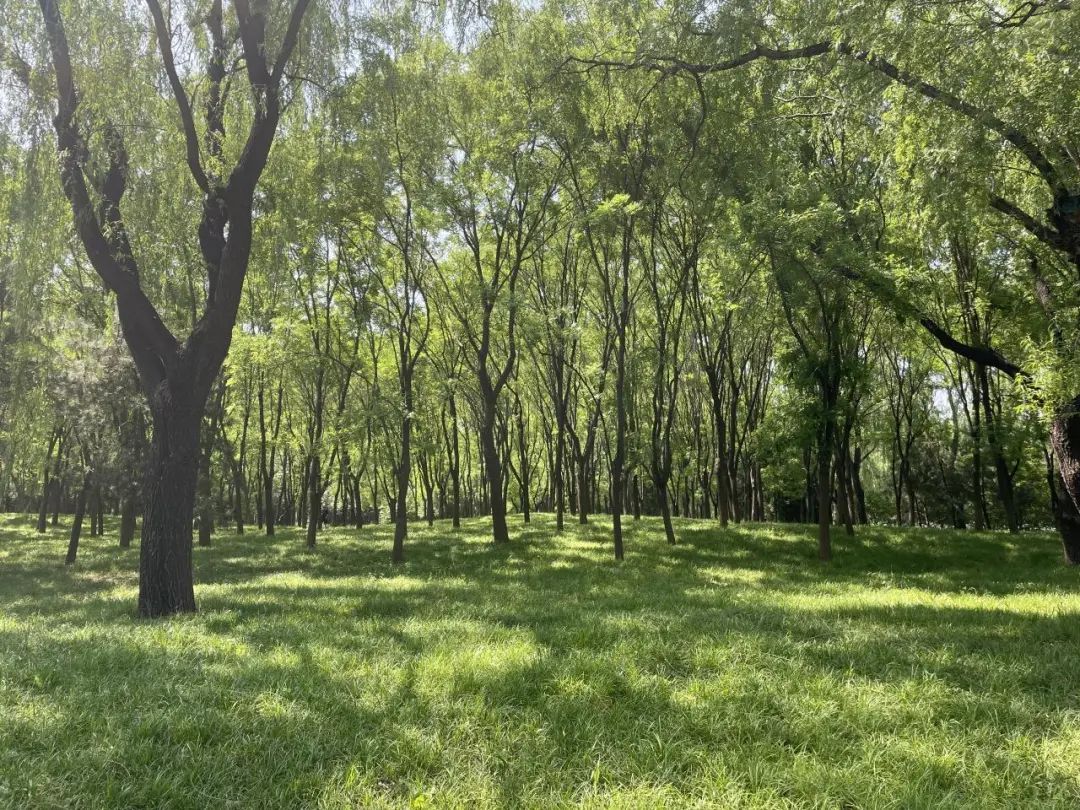 鸟儿的天堂！北京已经接待500多种鸟类观光游览