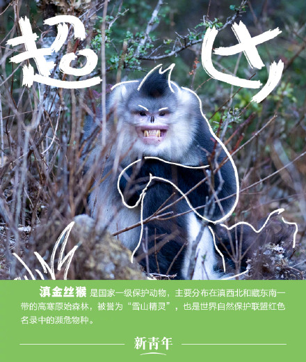 收藏!野生动植物界戏精表情包 收藏!野生动植物界戏精表情包