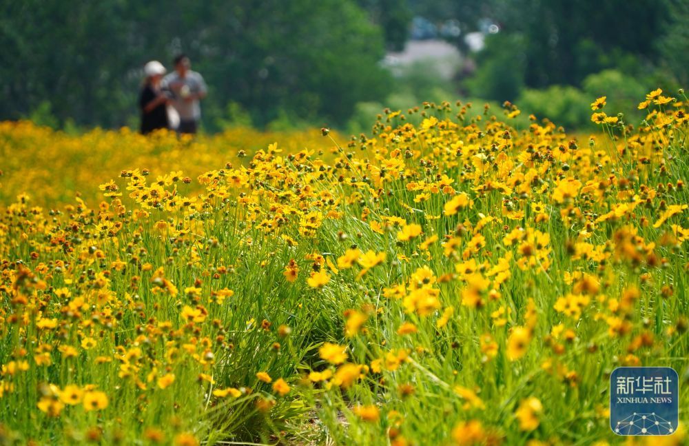 济南初夏金鸡菊盛开