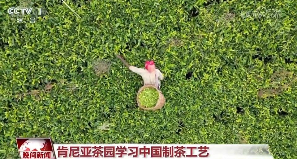 茶成为承载历史和文化的“中国名片” 中国制茶技艺走向世界 茶成为承载历史和文化的“中国名片” 中国制茶技艺走向世界
