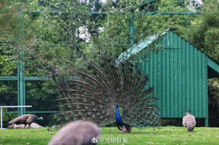 钢厂里的动物哨兵