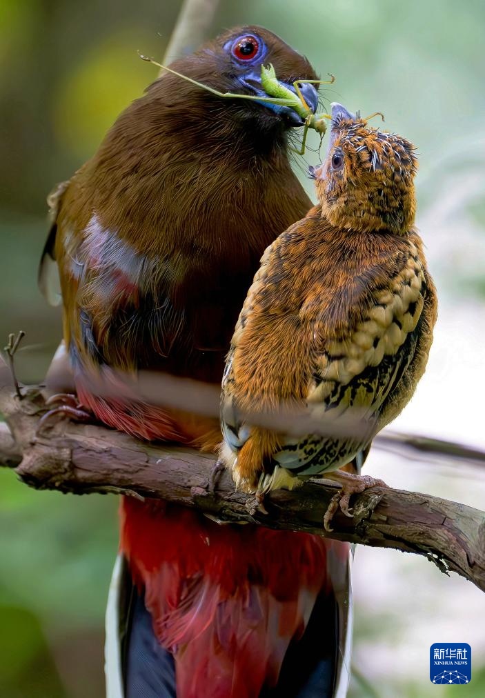 福建：鸟类的乐园