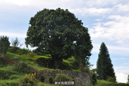 我国古茶树超5624万株