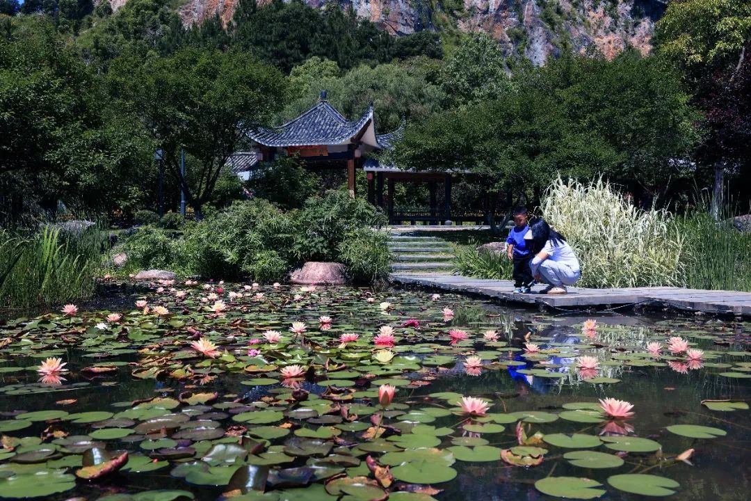温州版莫奈花园！市区这里近五千平方米的睡莲盛放中→