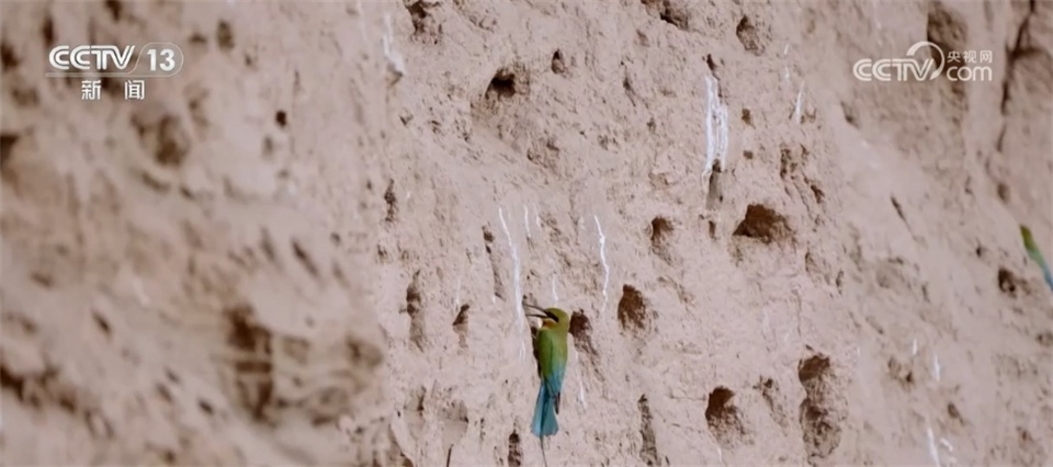 “最美小鸟”“鸟中大熊猫”、金钱豹 多个珍稀物种见证生态保护成效