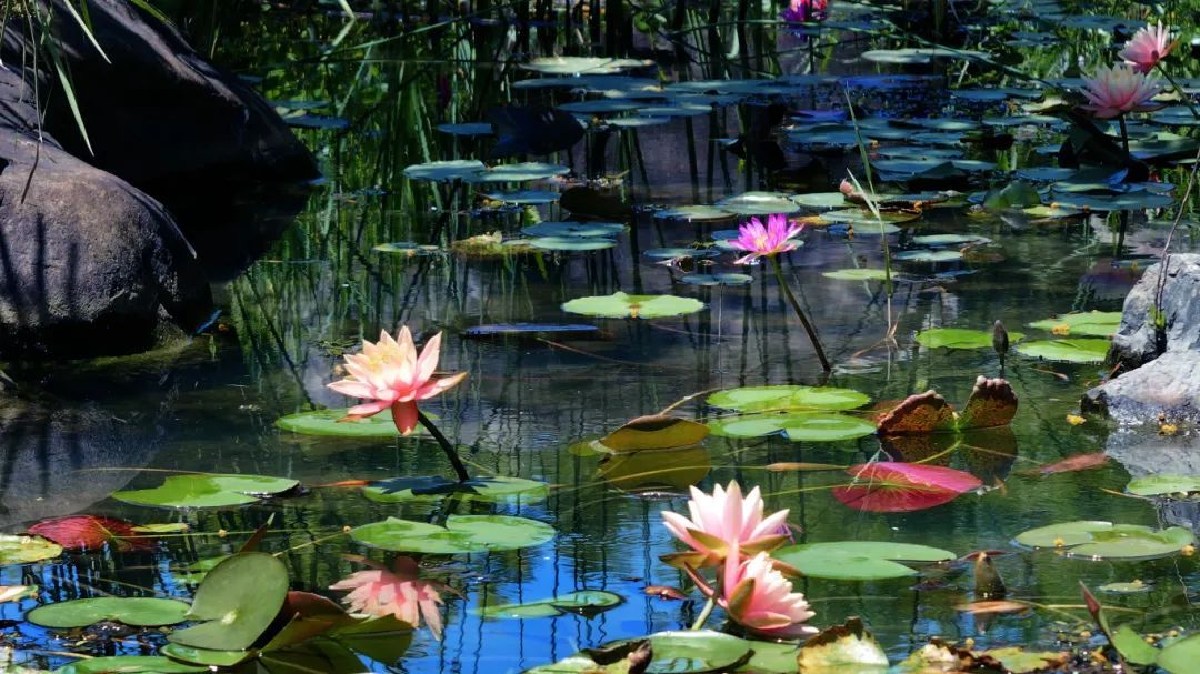 温州版莫奈花园！市区这里近五千平方米的睡莲盛放中→