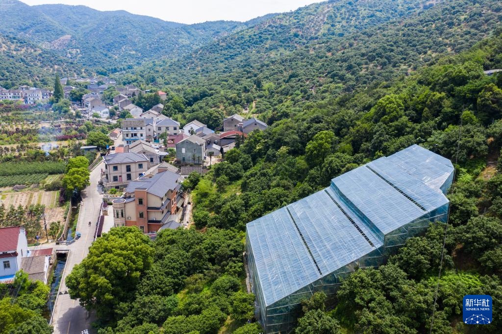 浙江慈溪:首批大棚生态杨梅上市 浙江慈溪:首批大棚生态杨梅上市