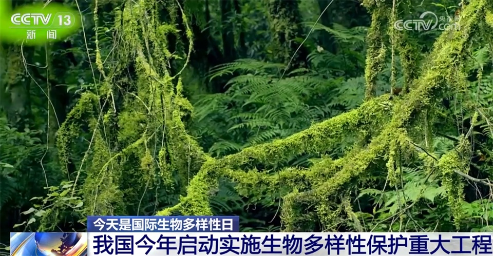 不断擦亮高质量发展“底色” 我国生态系统格局整体稳定并不断优化