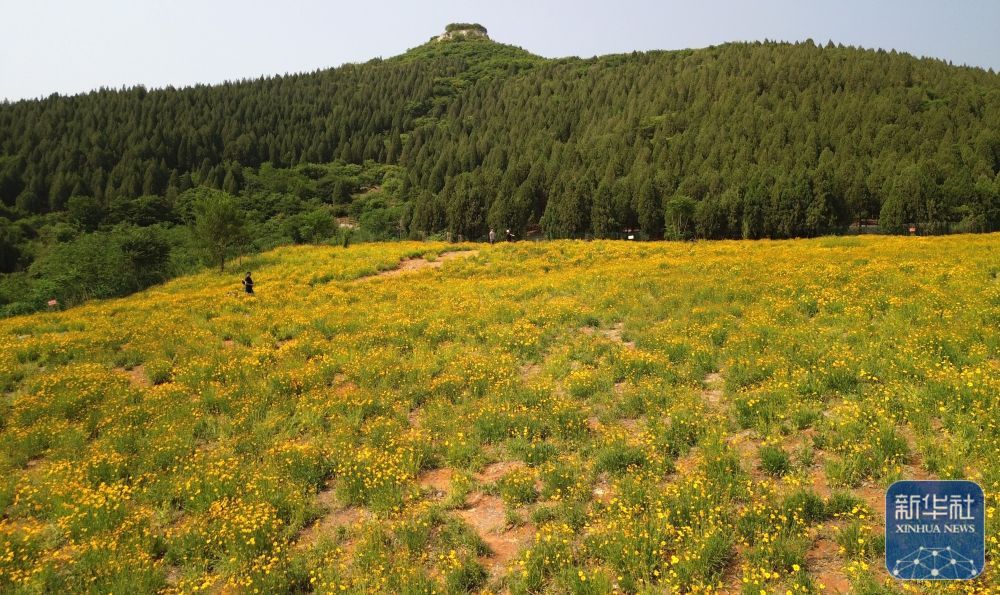 济南初夏金鸡菊盛开