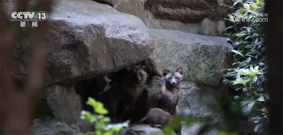 当野生动物“进城”与人类成为“新邻居” 如何做到和谐共生？