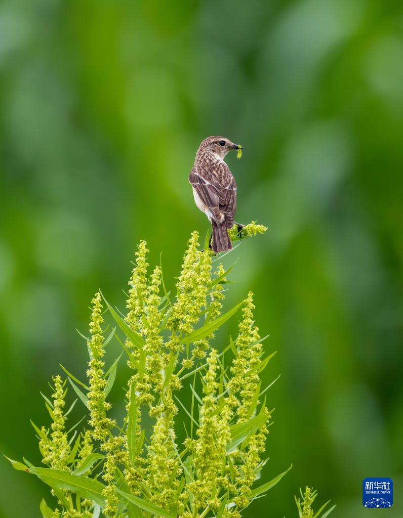 福建：鸟类的乐园