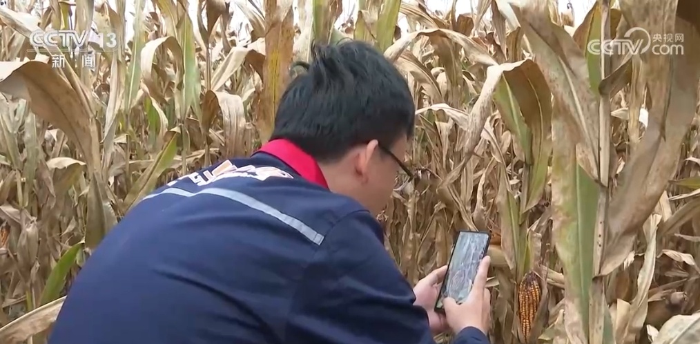 以实干实绩惠民生、解民忧 三大粮食作物两种农业保险政策实施