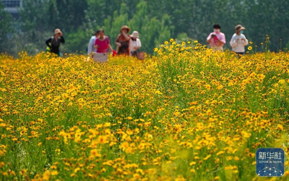 济南初夏金鸡菊盛开