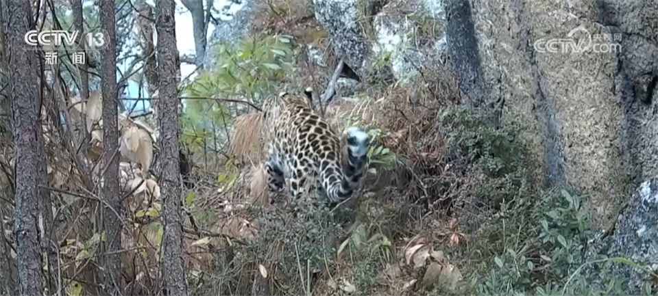 “最美小鸟”“鸟中大熊猫”、金钱豹 多个珍稀物种见证生态保护成效