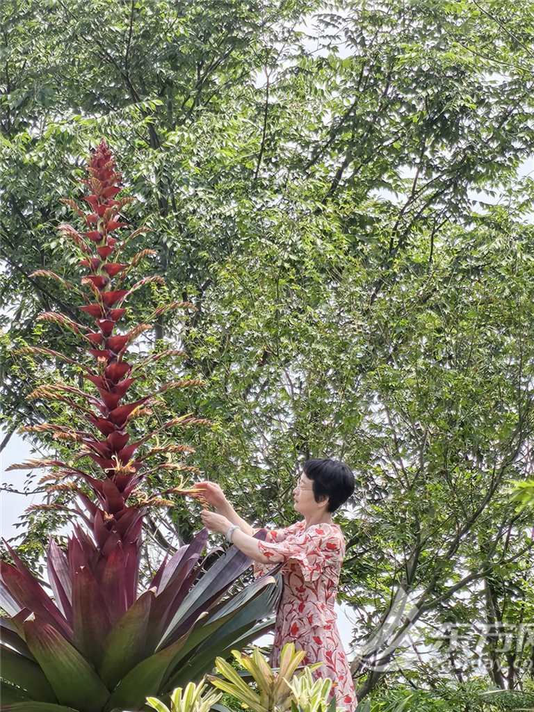 十年才开一次花,成都世园会上海展园帝王凤梨大放异彩 十年才开一次花,成都世园会上海展园帝王凤梨大放异彩