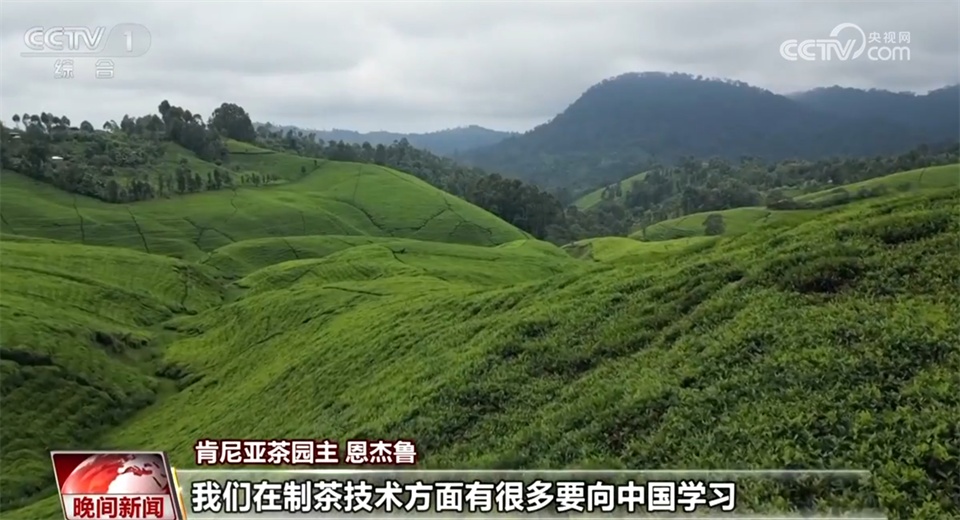 茶成为承载历史和文化的“中国名片” 中国制茶技艺走向世界 茶成为承载历史和文化的“中国名片” 中国制茶技艺走向世界