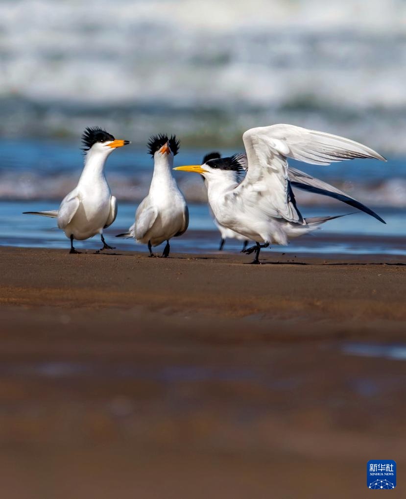福建：鸟类的乐园